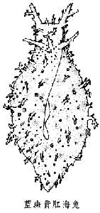 海兔科 海兔科