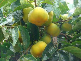 隴南甜柿 隴南甜柿