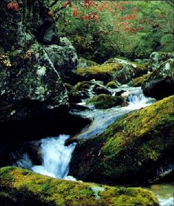 大鯢國家級自然保護區 大鯢國家級自然保護區