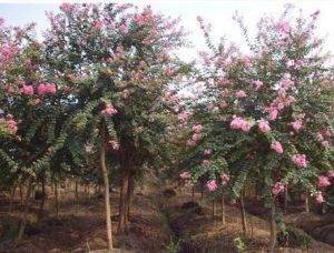 波緣中華槭 波緣中華槭