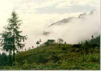 封山育林 封山育林