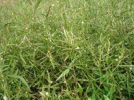 百花蛇舌草茶 百花蛇舌草茶