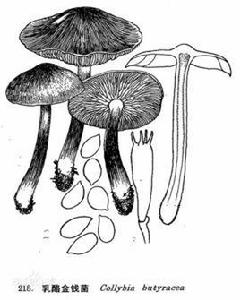 乳酪金錢菌 乳酪金錢菌