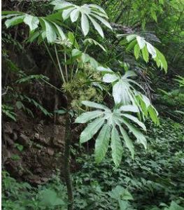 狹翅柏那參 狹翅柏那參