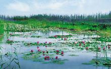 徐州潘安湖濕地公園