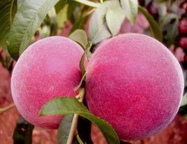 超早紅蜜桃 超早紅蜜桃