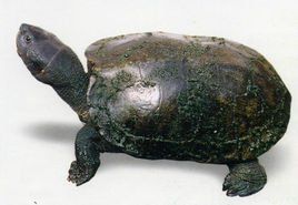 廣東草龜