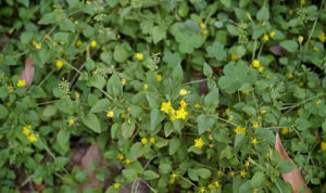 距萼過路黃 距萼過路黃