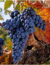 棠普尼羅 棠普尼羅