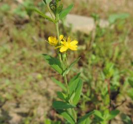 小連翹[中藥材]