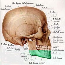 頭蓋骨結構圖