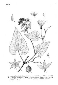 麗江赤瓟（原變種）