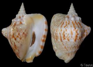 厚唇鳳凰螺 厚唇鳳凰螺