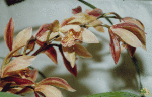 峨眉蘭花 峨眉蘭花