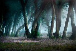 走進森林 走進森林