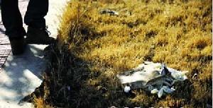 案發多日後,沉屍的河邊還有一堆使用過橡膠手套。