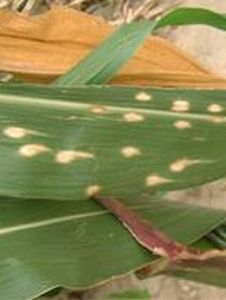 玉米眼斑病 玉米眼斑病