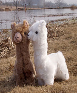 十大神獸[網路新詞]