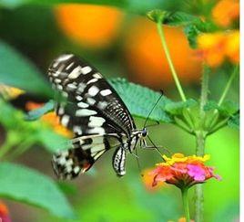 昆明世界蝴蝶生態園 昆明世界蝴蝶生態園