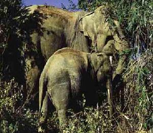 雲南南滾國家級自然保護區 雲南南滾國家級自然保護區