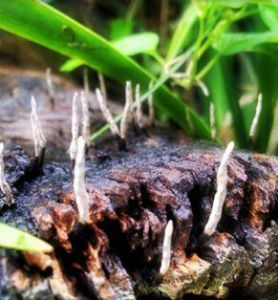 炭角菌科 炭角菌科