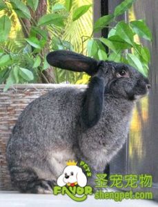 巨型花明兔