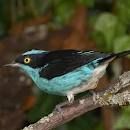 紅肩黑唐納雀 紅肩黑唐納雀