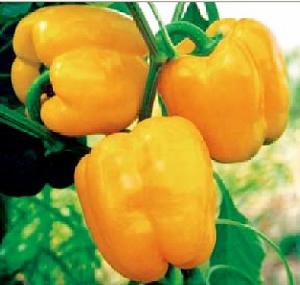 黃星2號 黃星2號