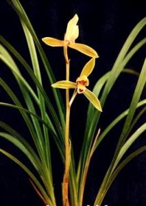 紅稈黃蓮瓣 紅稈黃蓮瓣