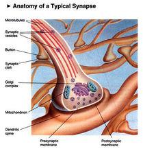 突觸的分類解說