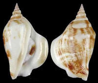 史萬生豐滿鳳凰螺 史萬生豐滿鳳凰螺