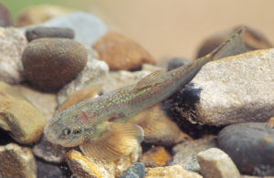 台灣間吸鰍 台灣間吸鰍