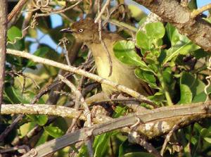 費氏旋木鵯 費氏旋木鵯