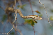 葡萄樹蛇原型