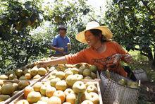 建寧黃花梨種植園區