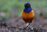 希氏麗椋鳥 希氏麗椋鳥