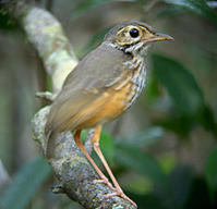 白眉蟻鶇 白眉蟻鶇