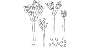 羅爾夫青黴 羅爾夫青黴