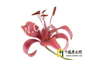 單花百合 單花百合