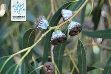 一口盅植物形態-藍桉