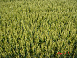 福大麥1號 福大麥1號