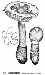 擬卵蓋鵝膏菌 擬卵蓋鵝膏菌