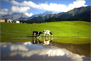 江布拉克草原 江布拉克草原