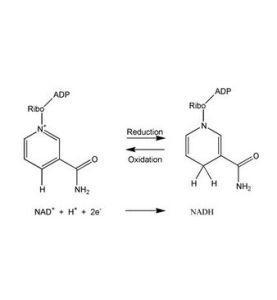 還原型輔酶 還原型輔酶