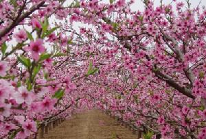 桃花爭春給力綻放
