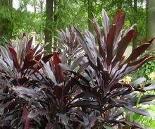 黑葉朱蕉（Negri）