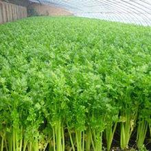 芹菜[傘形科植物]