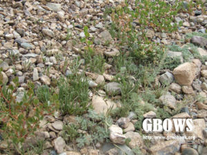 岡底斯山蠅子草