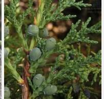 阿爾泰方枝柏 阿爾泰方枝柏