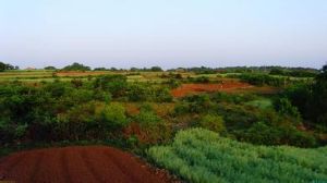 長山林場 長山林場